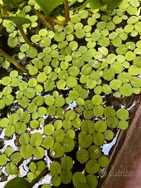 Salvinia minima