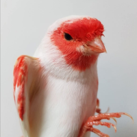 Allevamento professionale