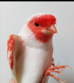 Allevamento professionale