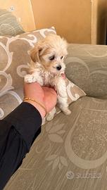 Maltipoo Mini Toy