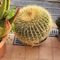 pianta grassa "cuscino della supcera" Echinocactus