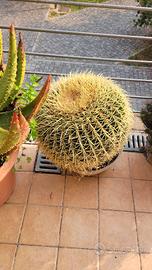 pianta grassa "cuscino della supcera" Echinocactus