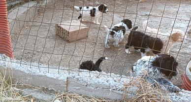 Cuccioli incrocio Lagotto