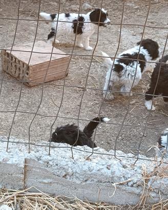 Cuccioli incrocio Lagotto