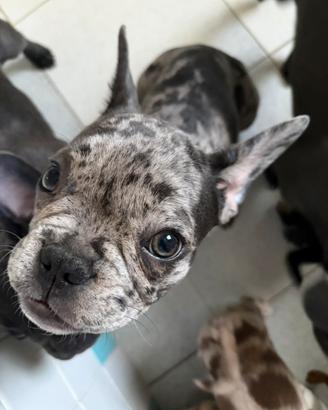 Bulldog Francese Cuccioli