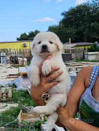 Cuccioli di pastore maremmano abruzzese