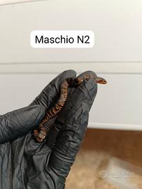 Nerodia fasciata pictiventris