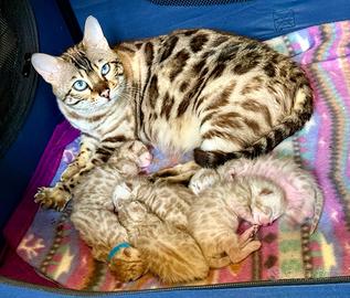 Bengala cuccioli snow pedigree enfi