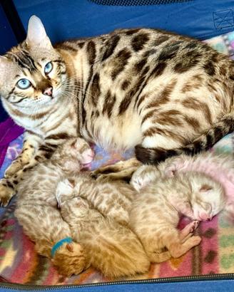 Bengala cuccioli snow pedigree enfi