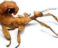 Insetto foglia australiano, extatosoma tiaratum