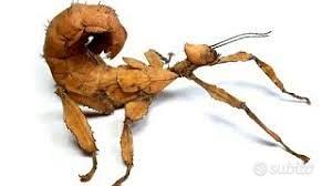 Insetto foglia australiano, extatosoma tiaratum