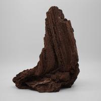 legno fossile permineralizzato