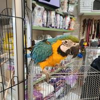 Pappagallo ara arauna allevato a mano