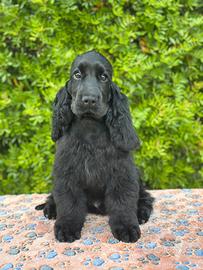 Cocker spaniel inglese