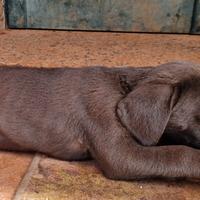 Cuccioli di Cane Corso