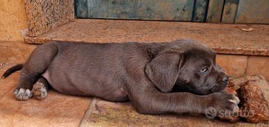 Cuccioli di Cane Corso