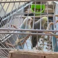 Splendida coppia inseparabile