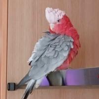 Pappagallo cacatua roseicapilla