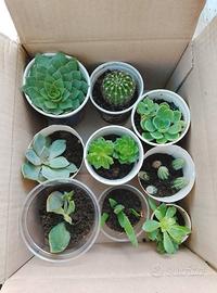 piante succulente 