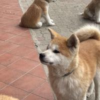 Cucciolo di Akita Inu fulvo