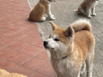 Cucciolo di Akita Inu fulvo