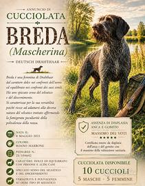 Cuccioli Drahthaar