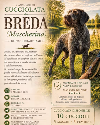 Cuccioli Drahthaar