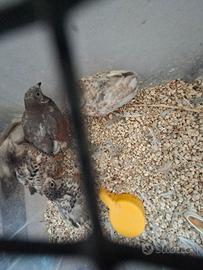 Quaglie cinesi  in blocco