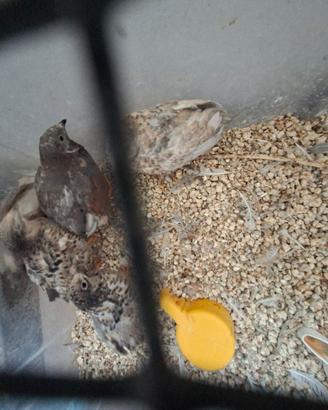 Quaglie cinesi  in blocco
