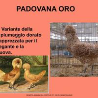 Gallina ornamentale padovana
