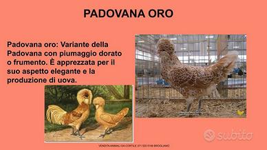 Gallina ornamentale padovana