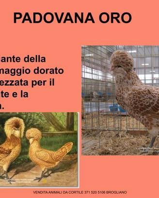 Gallina ornamentale padovana