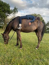 cavallo