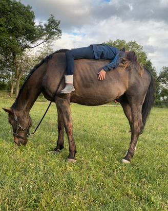 cavallo