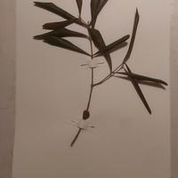 Erbario Fitopatologia - Fitopatologico