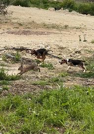 Beagle