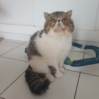Gattini persiani exotic adulto Golia