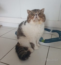 Gattini persiani exotic adulto Golia