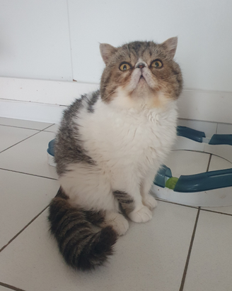 Gattini persiani exotic adulto Golia