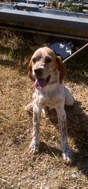Setter inglese cucciola