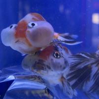 Pesci Oranda XL Occhi a bolla