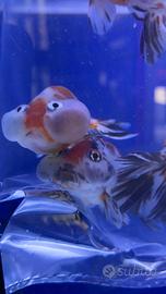 Pesci Oranda XL Occhi a bolla