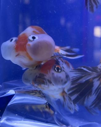 Orecchini Pesce Rosso Miniblings - Gioielli Artigianali A Forma Di Pesce Combattente, Fatti A Mano A Berlino, Placcati Argento - 3