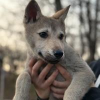 Femmina cane lupo cecoslovacco