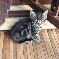 Animali
