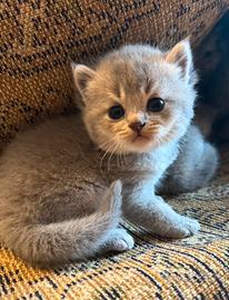 Cuccioli di Scottish Fold e Straight