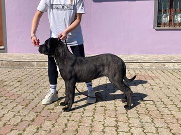 Giovane femmina cane corso