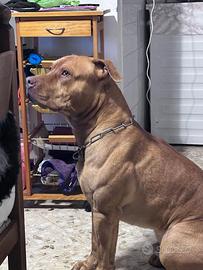 Pitbull red nose standard ukc Monta