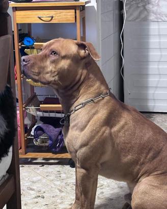 Pitbull red nose standard ukc Monta