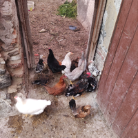 Animali domestici